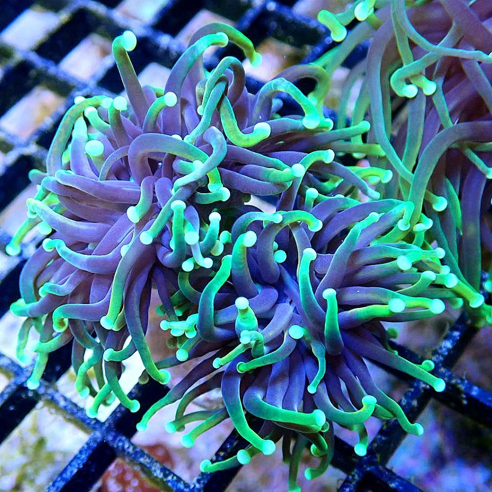 EUPHYLLIA MIX PACK - TORCH, HAMMER, FROGSPAWN, FREE SHIPPING - MULTIPLE SIZES LPS coral frag for reef aquarium