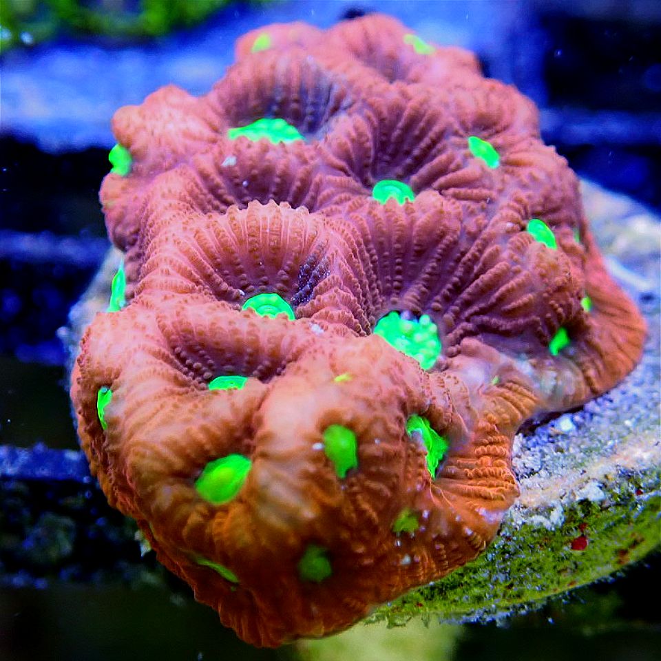 Favites War Coral