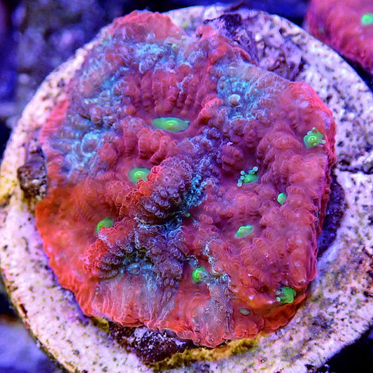 Favites War Coral