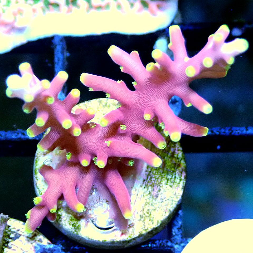 FLAMING FIRE DRAGON ACRO SPS coral frag for reef aquarium