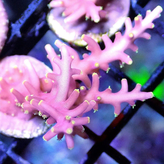 Flaming Fire Dragon Acro - Live Coral Frag - Acropora Carduus Default Title SPS coral frag for reef aquarium