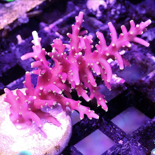 Flaming Fire Dragon Acro - WYSIWYG - Live Coral Frag - Acropora Carduus Default Title SPS coral frag for reef aquarium