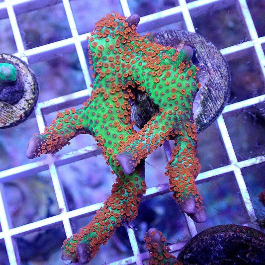 FOREST FIRE MONTIPORA COLONY - WYSIWYG SPS coral frag for reef aquarium