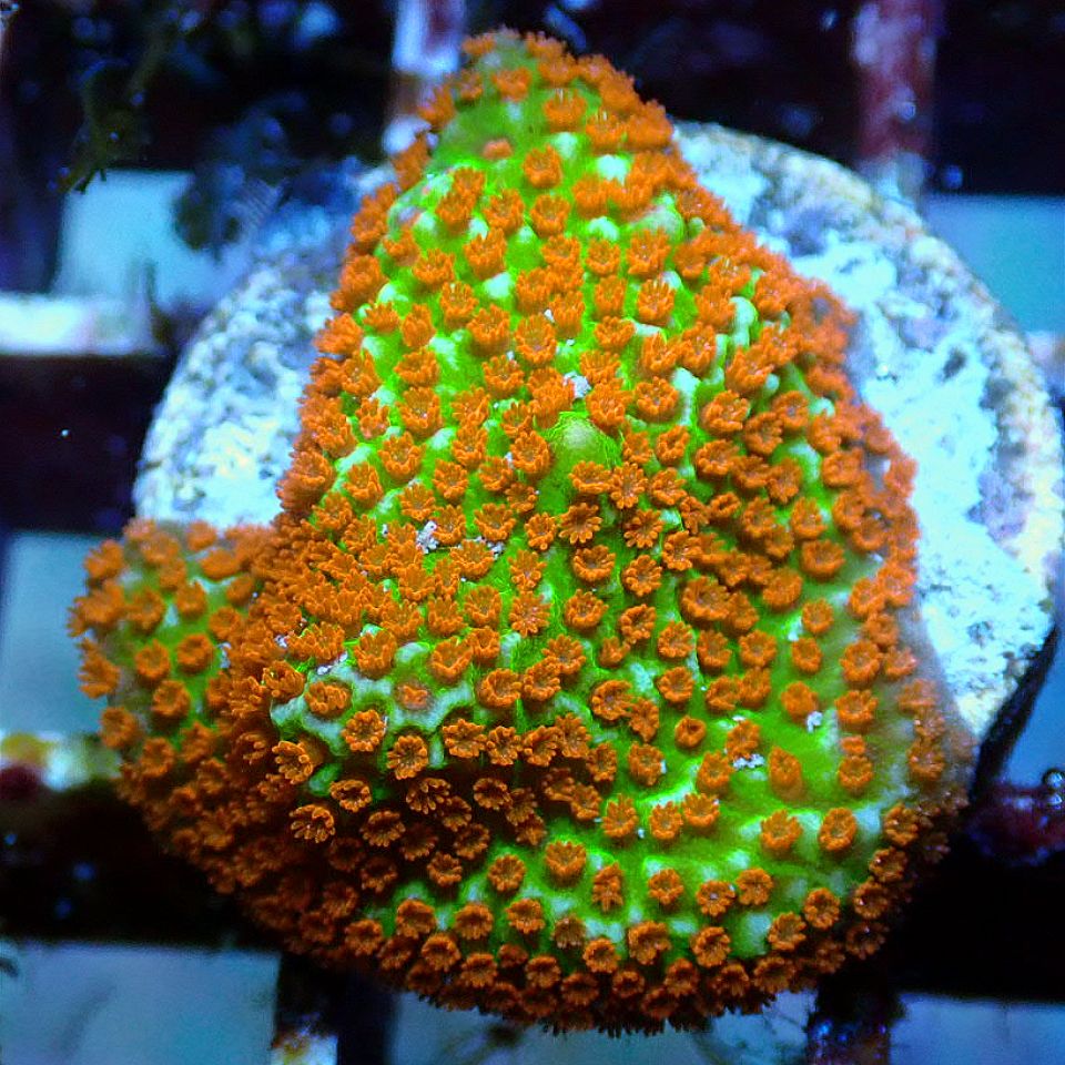 Forest Fire Montipora SPS coral frag for reef aquarium