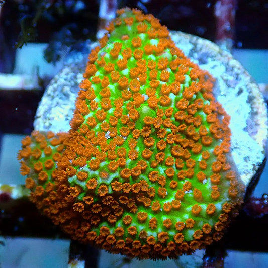 Forest Fire Montipora SPS coral frag for reef aquarium