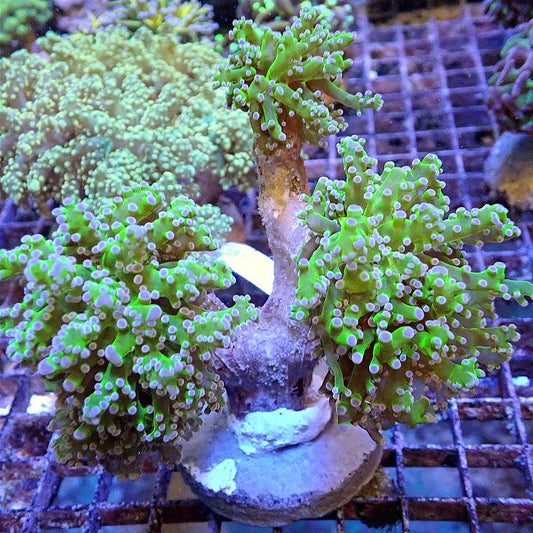 Frogspawn WYSIWYG LPS coral frag for reef aquarium