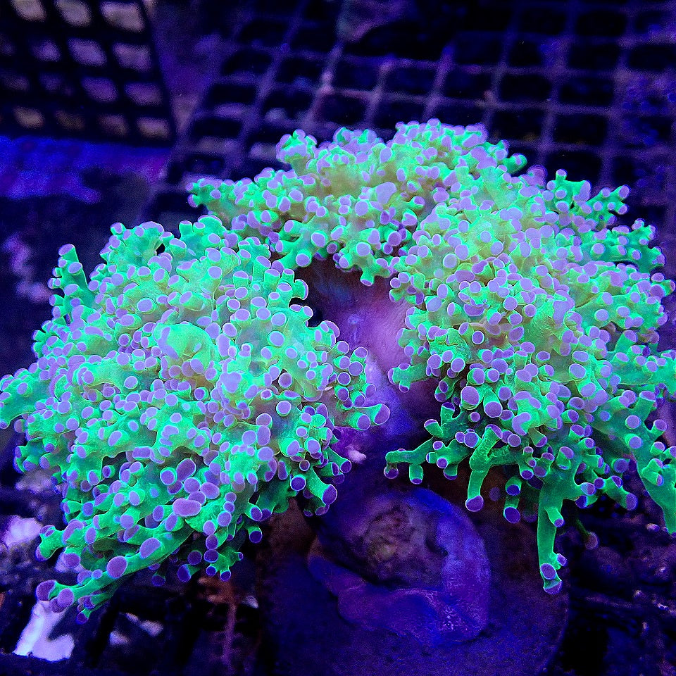 Neon Frogspawn Colony WYSIWYG LPS coral frag for reef aquarium