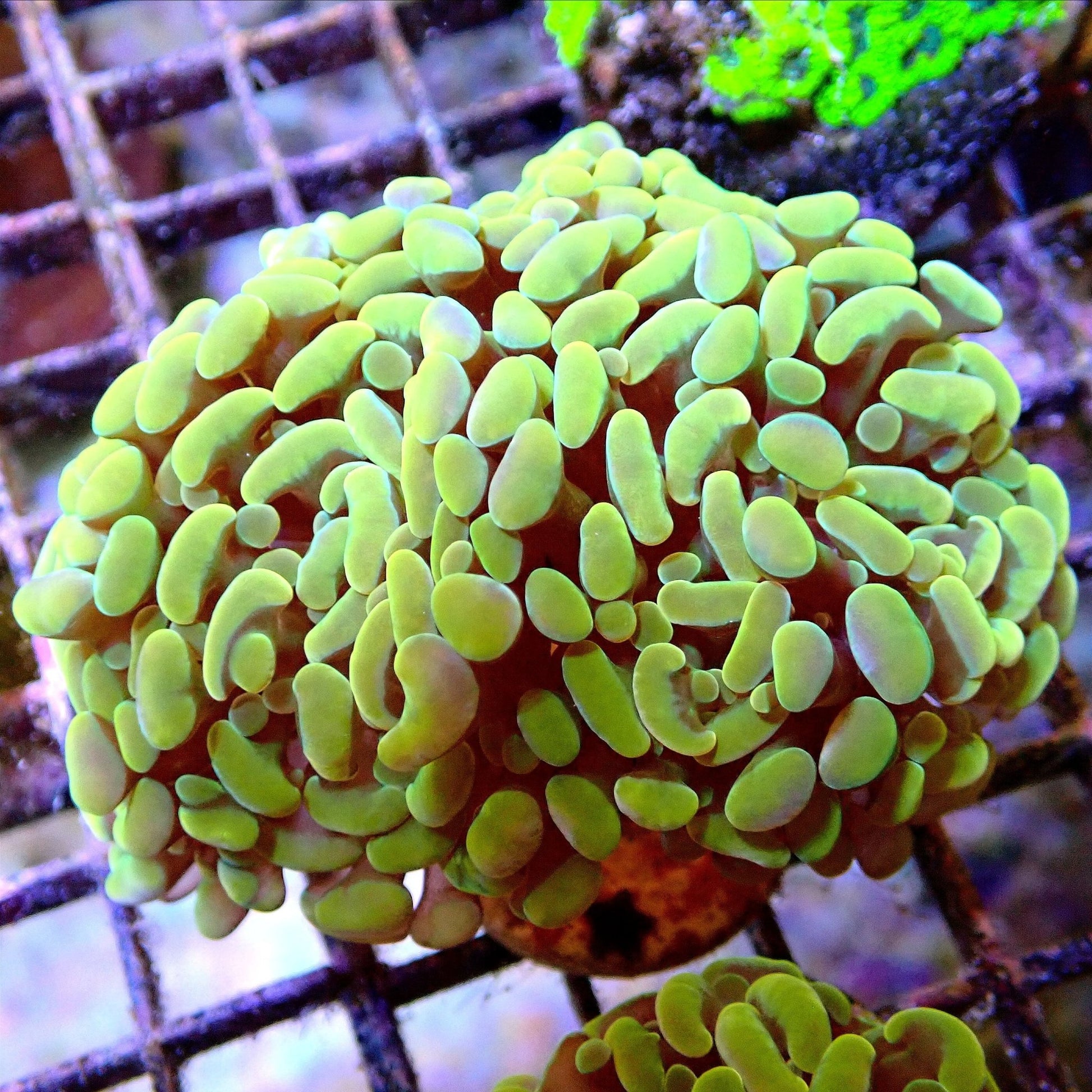 Gold Branch Hammer -WYSIWYG LPS coral frag for reef aquarium