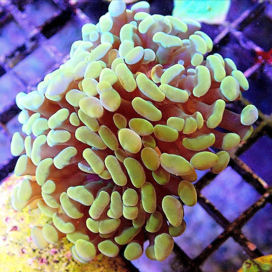 Gold Branch Hammer WYSIWYG - Live Coral Frag - Euphyllia Parancora, Glabrescens Default Title LPS coral frag for reef aquarium