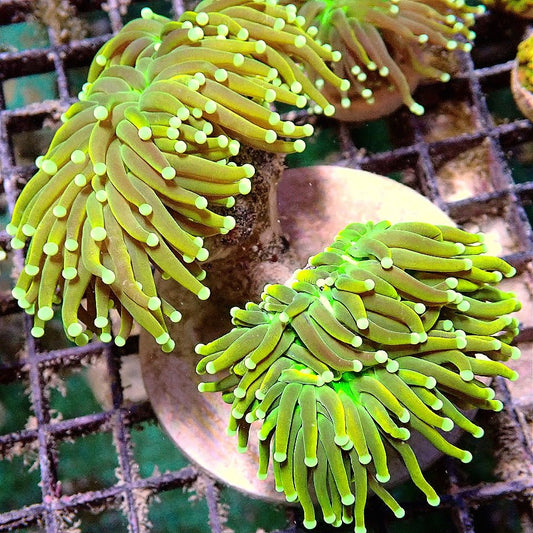 Gold Torch WYSIWYG LPS coral frag for reef aquarium