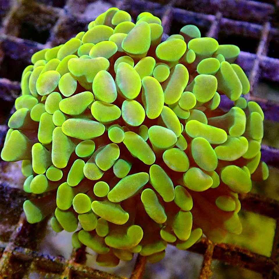 Golden Rainbow Branching Hammer LPS coral frag for reef aquarium