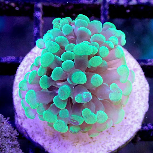 Green Branching Hammer - Live Coral Frag - Euphyllia Parancora, Ancora Default Title LPS coral frag for reef aquarium