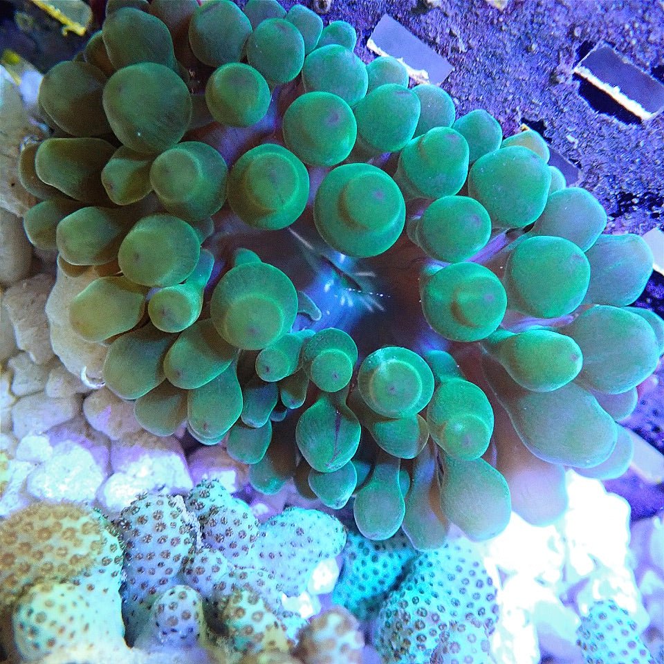 Green Bubble Tip Anemone INVERTEBRATES coral frag for reef aquarium