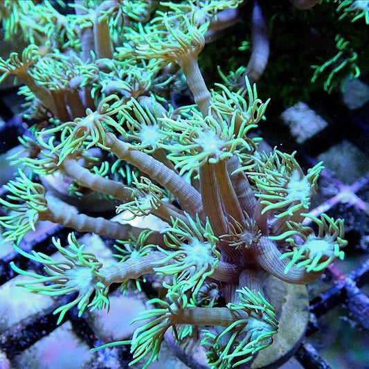Green Flowerpot - Live Coral Frag - Alveopora, Goniopora Default Title LPS coral frag for reef aquarium