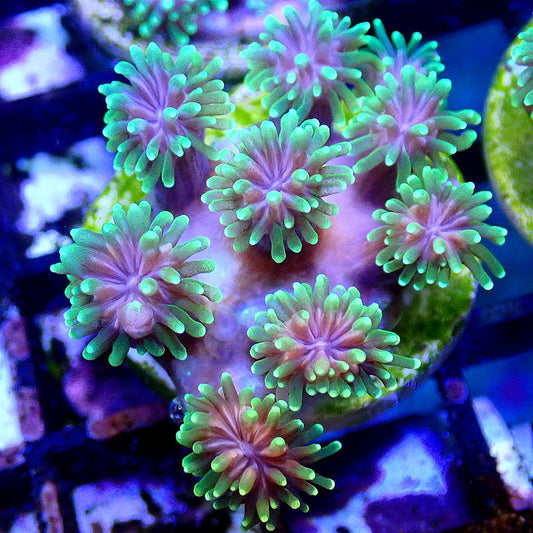 Green Galaxy Coral LPS coral frag for reef aquarium