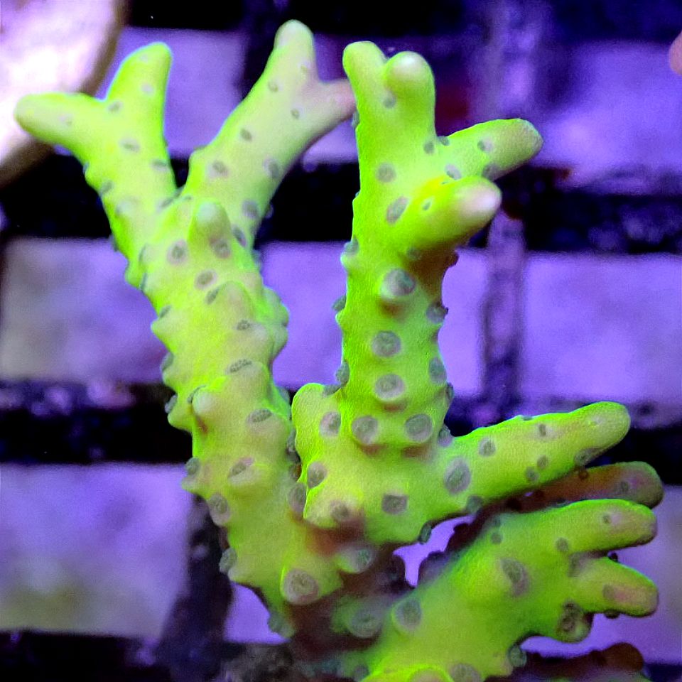 Green Goblin Anacropora SPS coral frag for reef aquarium