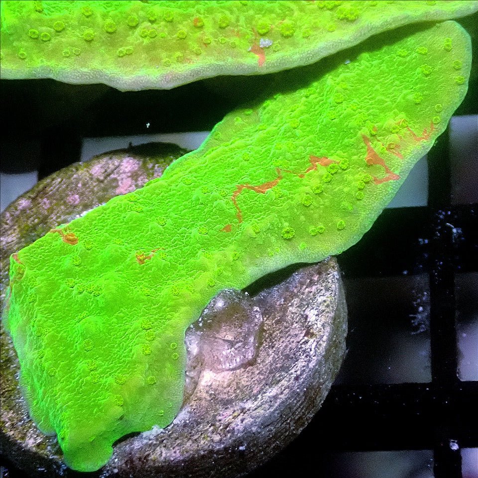 Green Grafted Montipora SPS coral frag for reef aquarium