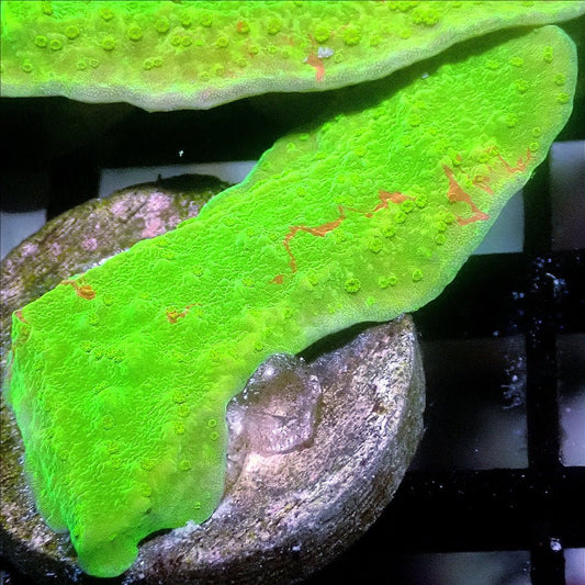 Green Grafted Montipora SPS coral frag for reef aquarium