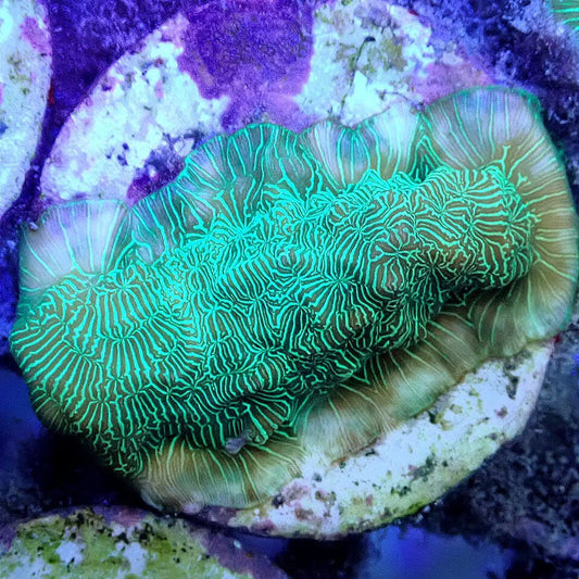 Green Leptoseris - Live Coral Frag - Lepto Default Title LPS coral frag for reef aquarium