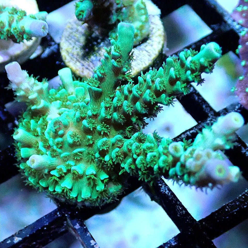 Green Plating Acropora - Live Coral Frag - Acro, Millepora, Efflo, Sps Default Title SPS coral frag for reef aquarium