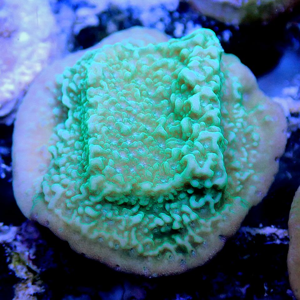 Green Plating Montipora SPS coral frag for reef aquarium