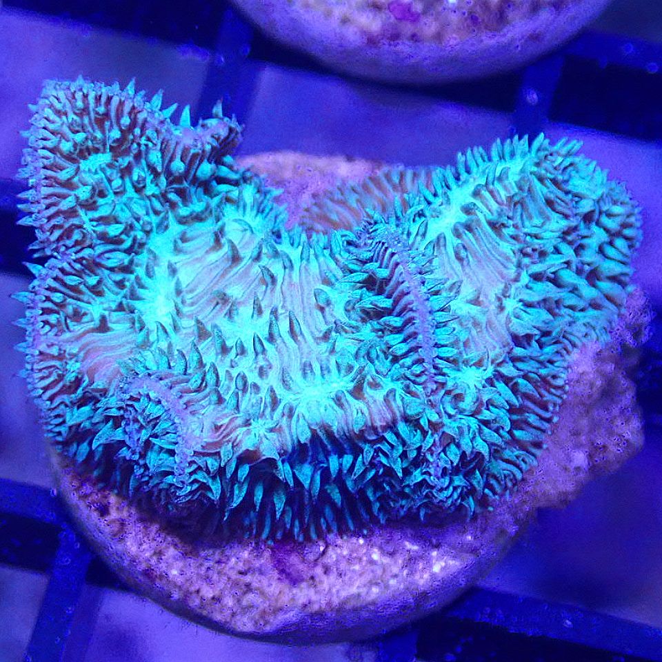 Green Star Coral SPS coral frag for reef aquarium
