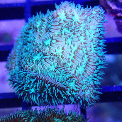 Green Star Coral SPS coral frag for reef aquarium