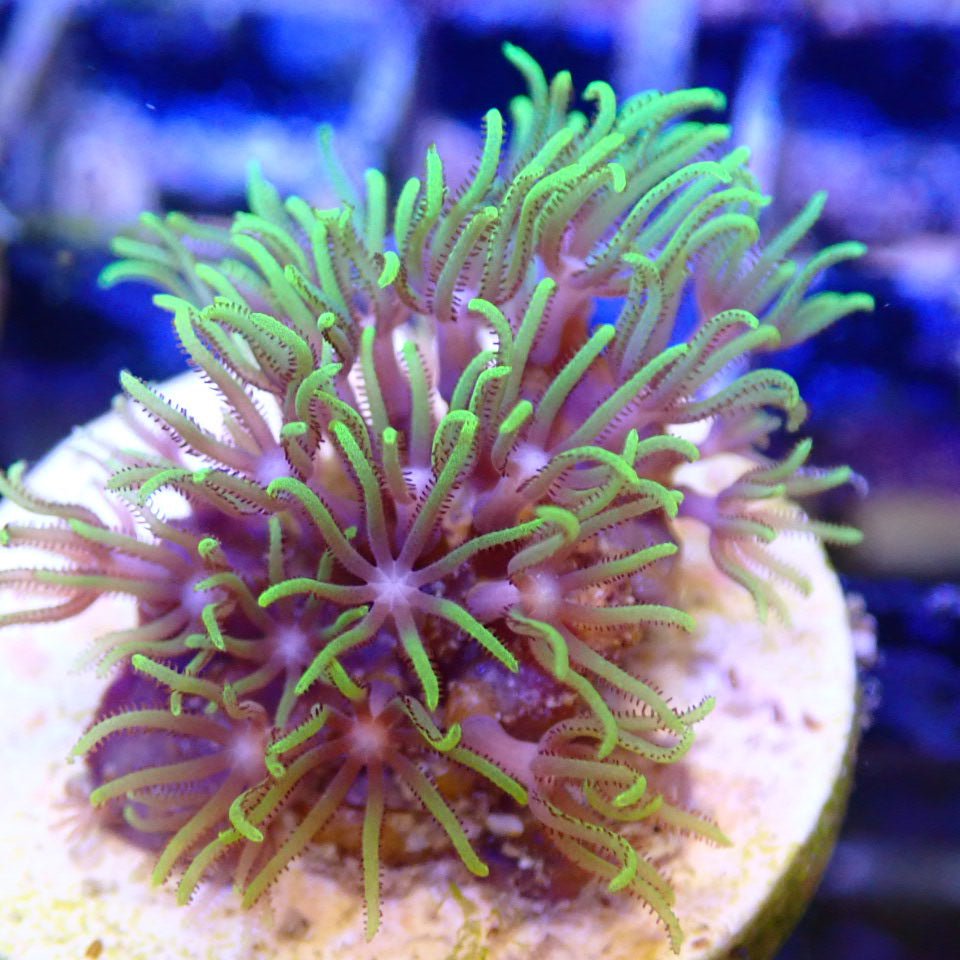 Green Star Polyp SOFT CORAL coral frag for reef aquarium