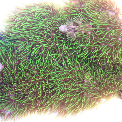 Green Star Polyp SOFT CORAL coral frag for reef aquarium