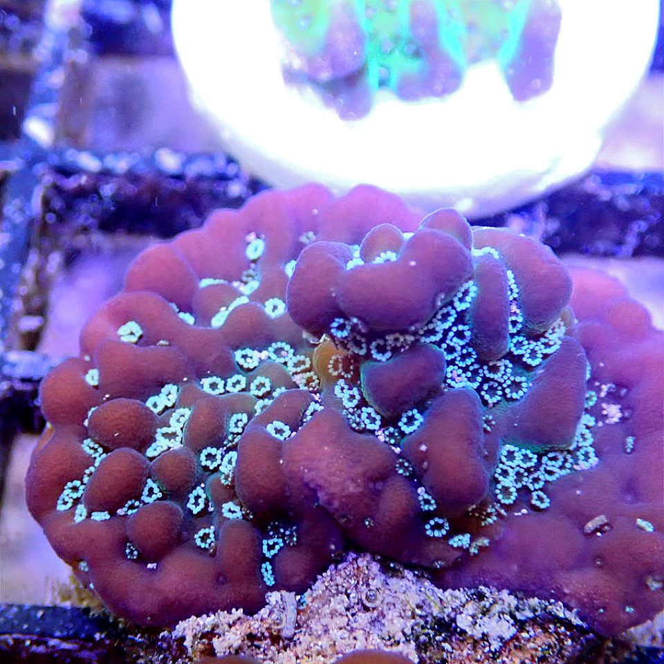 Grimace Montipora SPS coral frag for reef aquarium