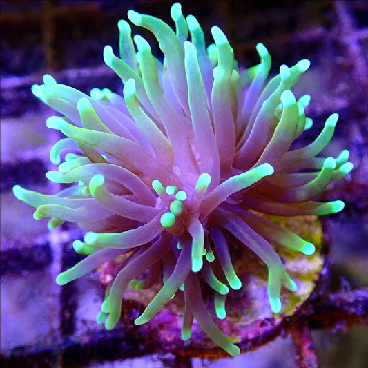 Hellfire Torch LPS coral frag for reef aquarium