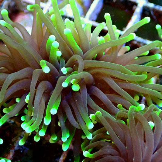 Hellfire Torch LPS coral frag for reef aquarium