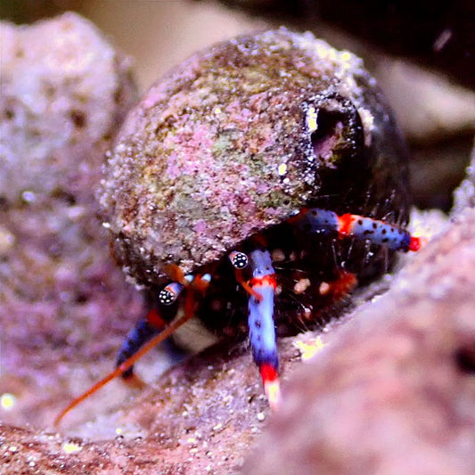 Blue Leg Hermit Crab