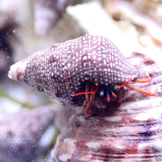 Red Leg Hermit Crab