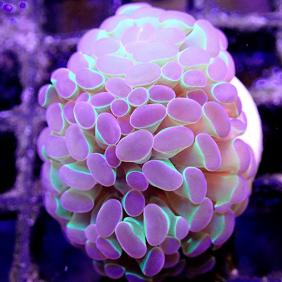 Hologram Hammer WYSIWYG LPS coral frag for reef aquarium