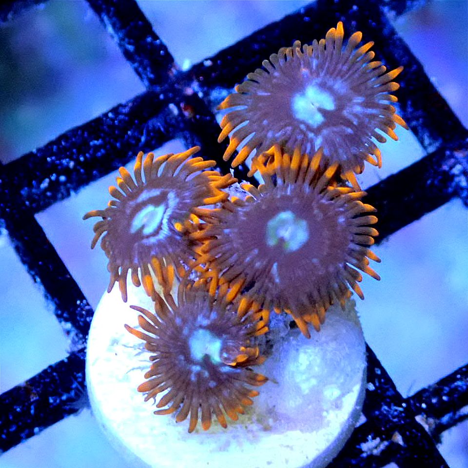 ICE FIRE ZOANTHID SOFT CORAL coral frag for reef aquarium