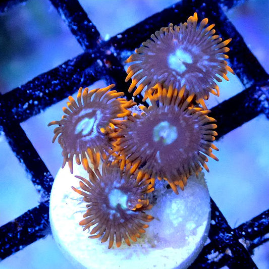 ICE FIRE ZOANTHID SOFT CORAL coral frag for reef aquarium