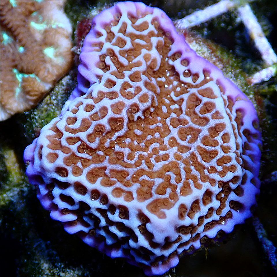 Jedi Mind Trick Montipora SPS coral frag for reef aquarium