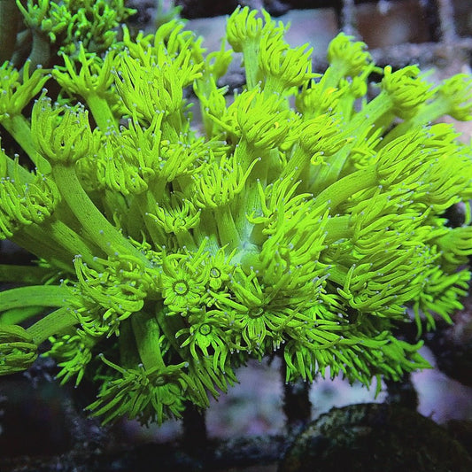 JUSTINCREDIBLE FLOWERPOT FRAG LPS coral frag for reef aquarium