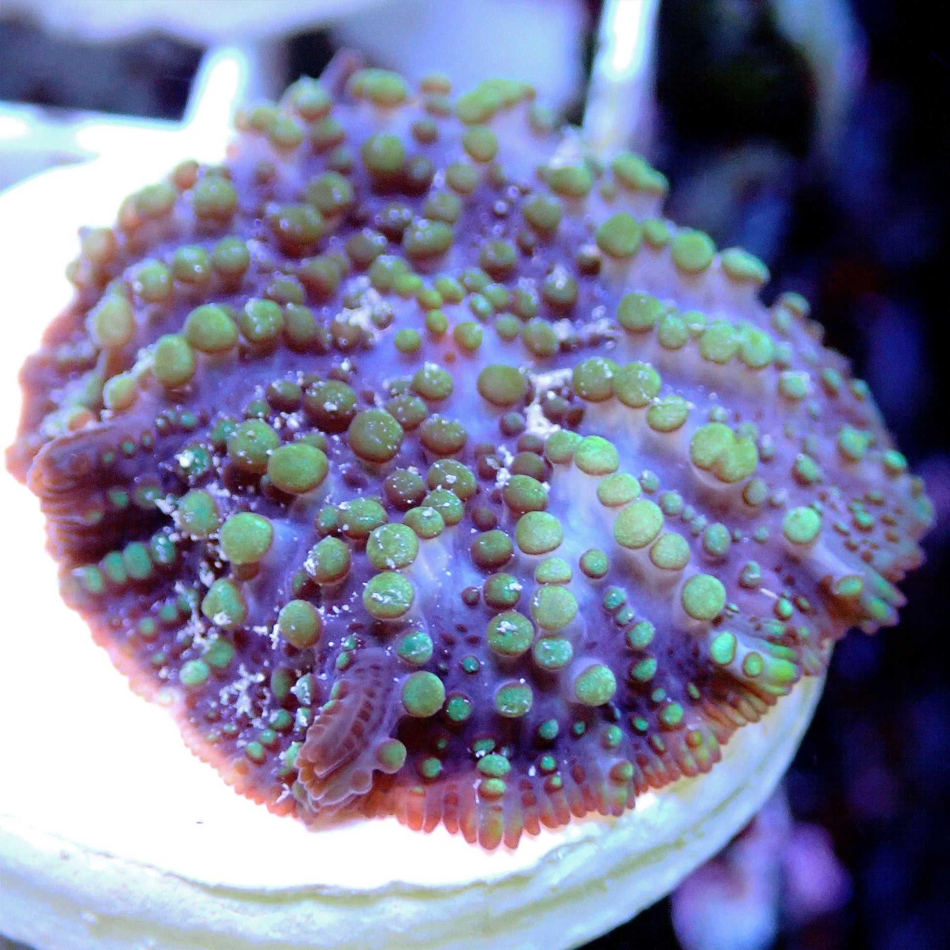 Lava Lamp Mushroom SOFT CORAL coral frag for reef aquarium
