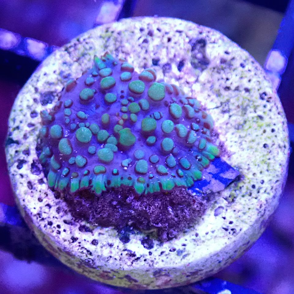 Lava Lamp Mushroom SOFT CORAL coral frag for reef aquarium
