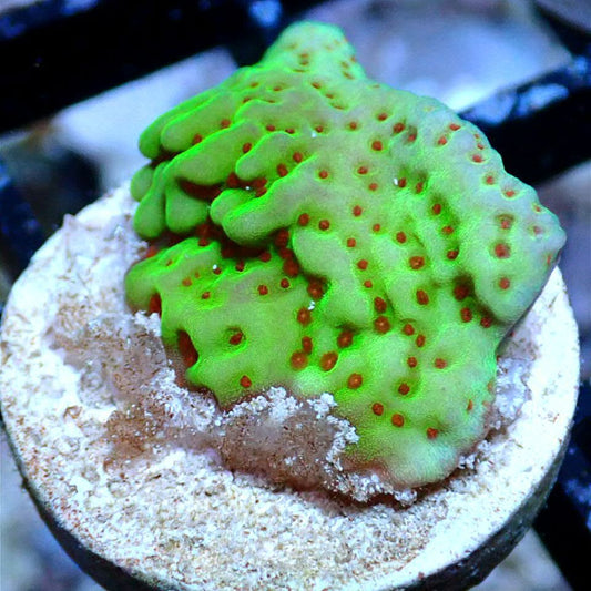 Live Coral Frag - Chili Pepper Montipora - Sps, Acropora, Montipora SPS coral frag for reef aquarium