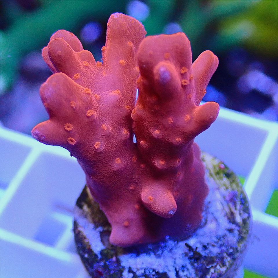 Mandarin Orange Montipora Setosa SPS coral frag for reef aquarium