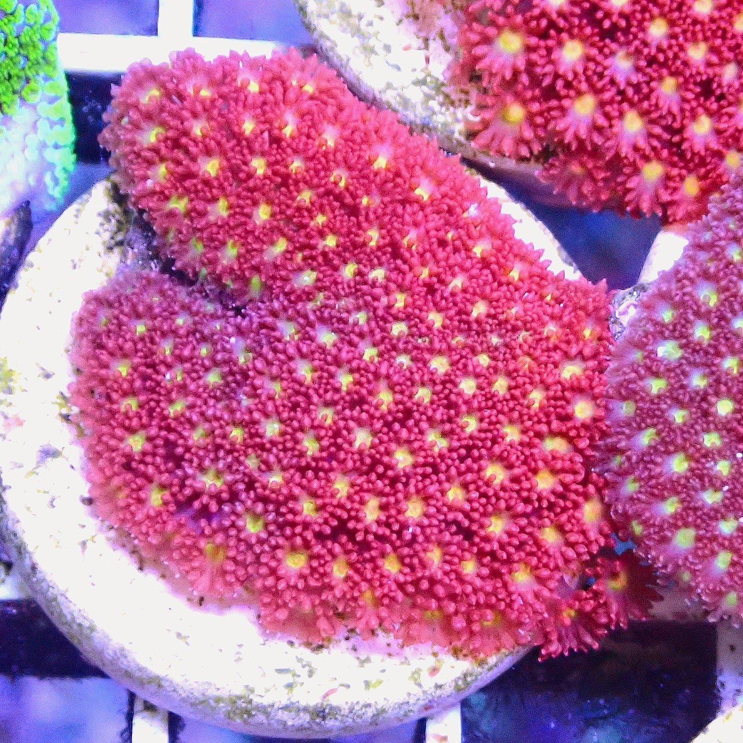 Mellow Yellow Encrusting Flowerpot LPS coral frag for reef aquarium