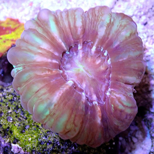 Metallic Cynarina WYSIWYG LPS coral frag for reef aquarium