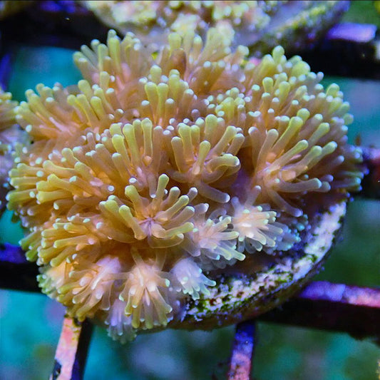 Metallic Gold Galaxea LPS coral frag for reef aquarium
