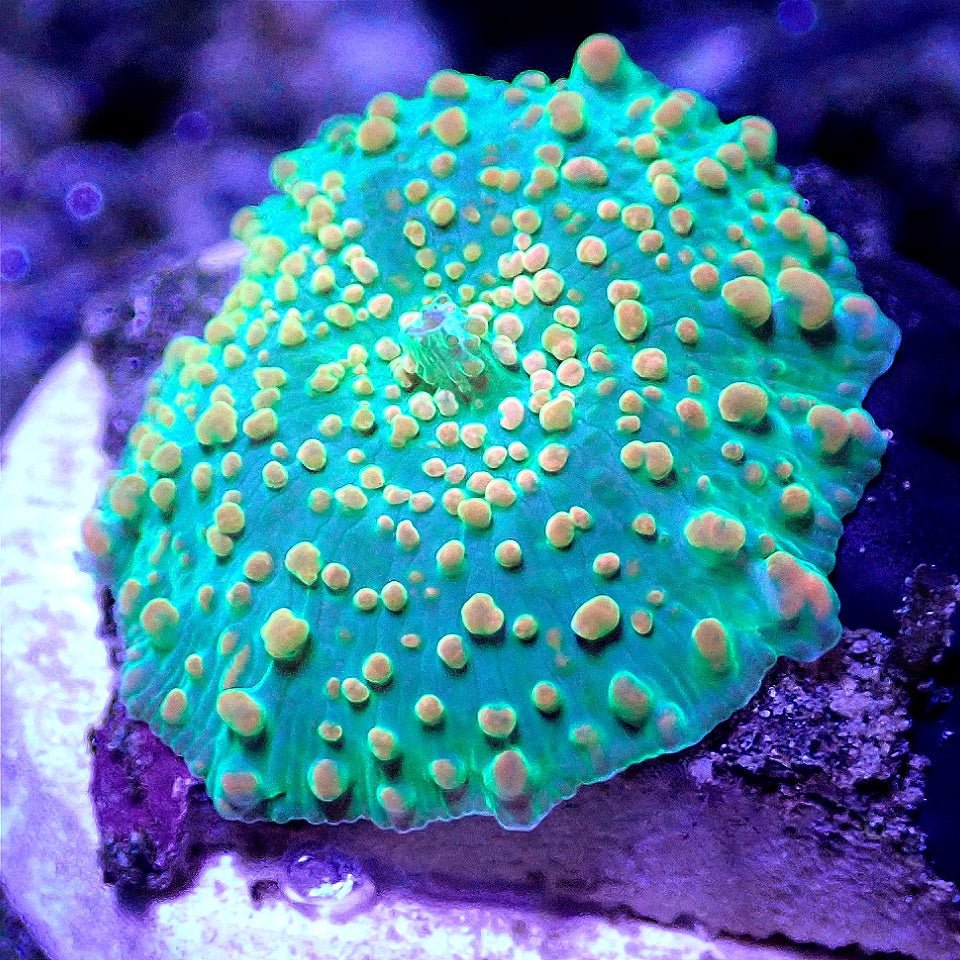 Metallic Red Shroom SOFT CORAL coral frag for reef aquarium