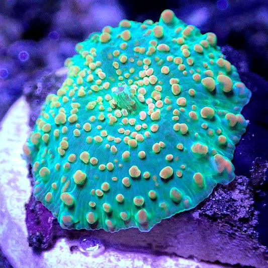Metallic Red Shroom SOFT CORAL coral frag for reef aquarium