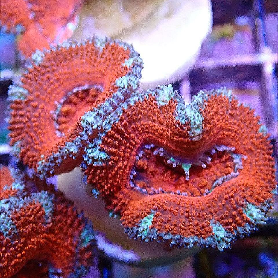 Micromussa Lord Multi-Pack LPS coral frag for reef aquarium