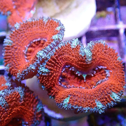 Micromussa Lord Multi-Pack LPS coral frag for reef aquarium